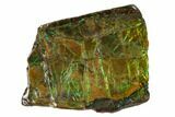 Iridescent Ammolite (Fossil Ammonite Shell) - Alberta, Canada #156845-1